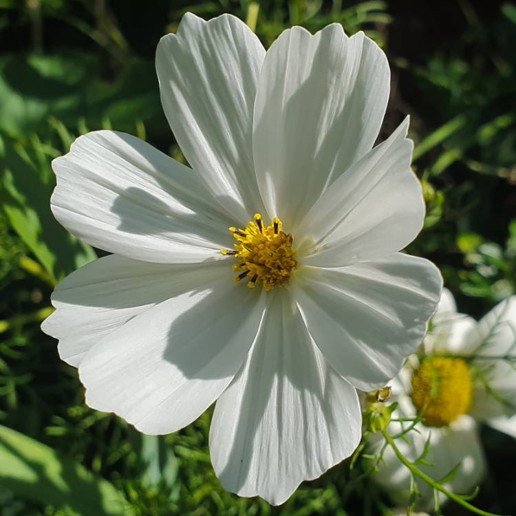 Plant image Cosmos Bipinnatus 'Purity'