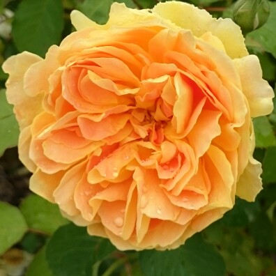 Plant image Rosa 'Molineux'