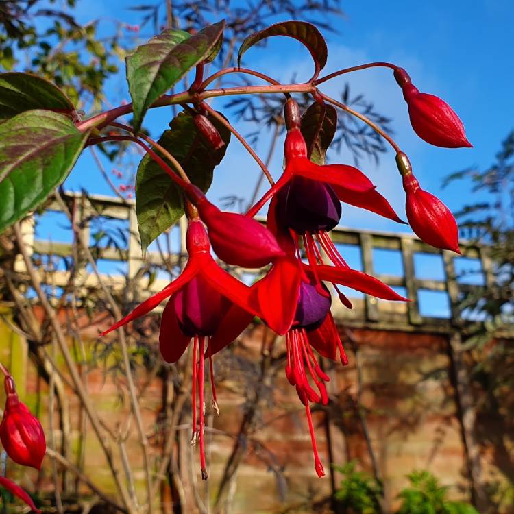 Plant image Fuchsia 'Lady In Black'