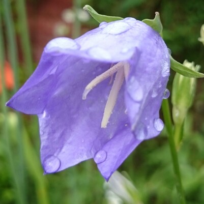 Plant image Campanula persicifolia