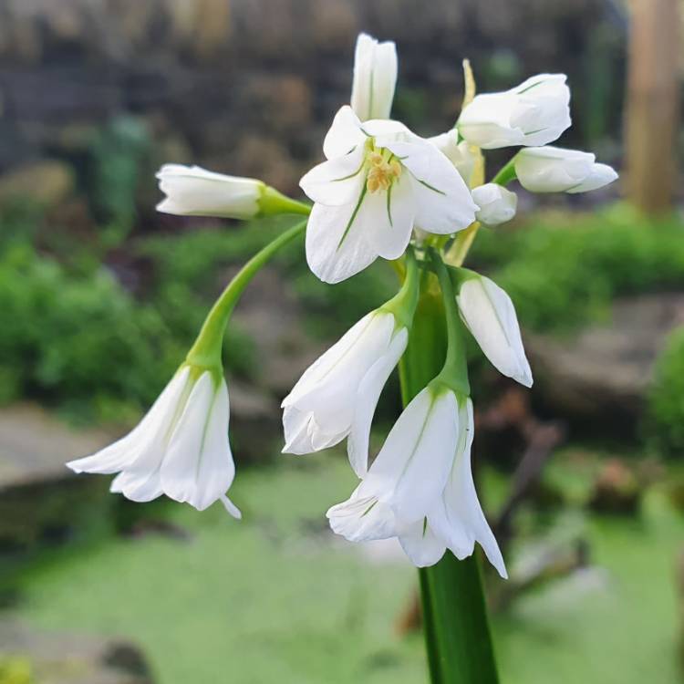 Plant image Allium triquetrum