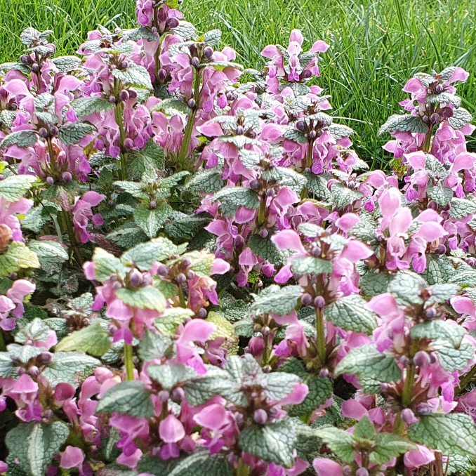 Plant image Lamium