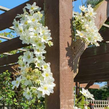 Clematis x cartmanii 'Avalanche'