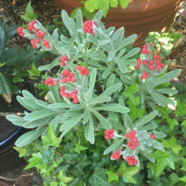 Plant image Helichrysum 'Ruby Cluster'