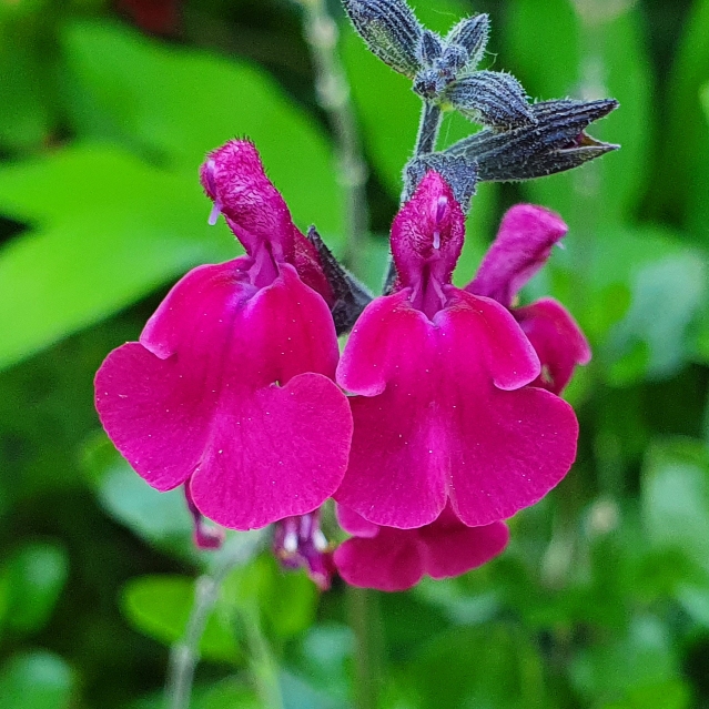 Plant image Salvia 'Cherry Lips'