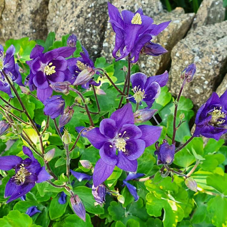 Plant image Aquilegia 'Hensoll Harebell'