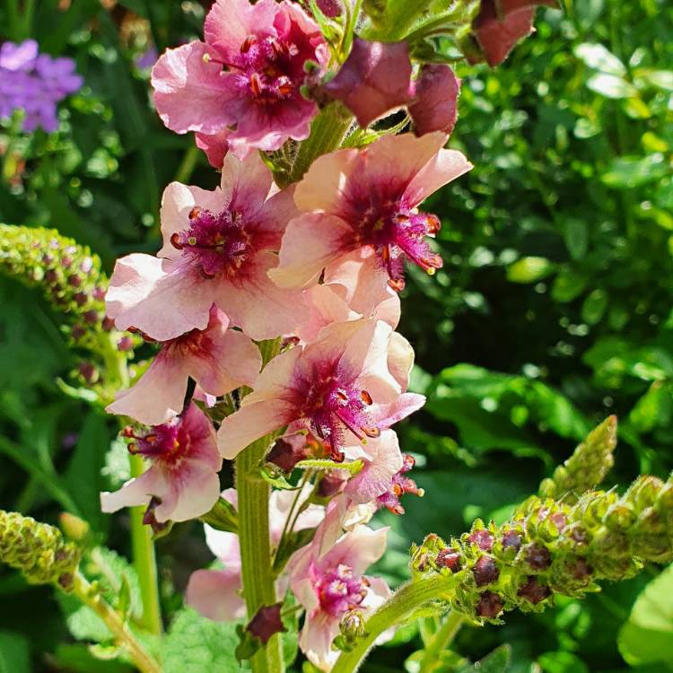 Plant image Verbascum x hybrida 'Southern Charm'