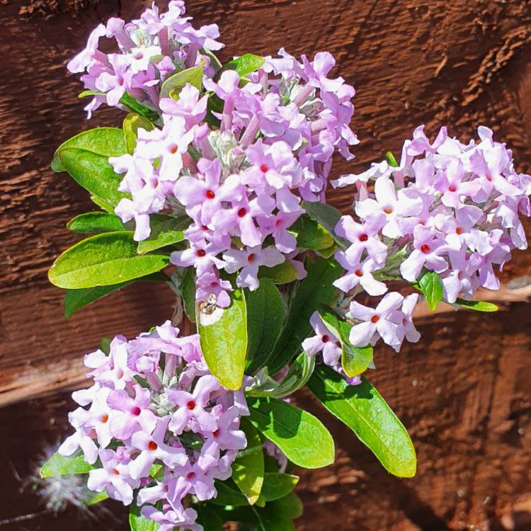 Plant image Buddleja alternifolia