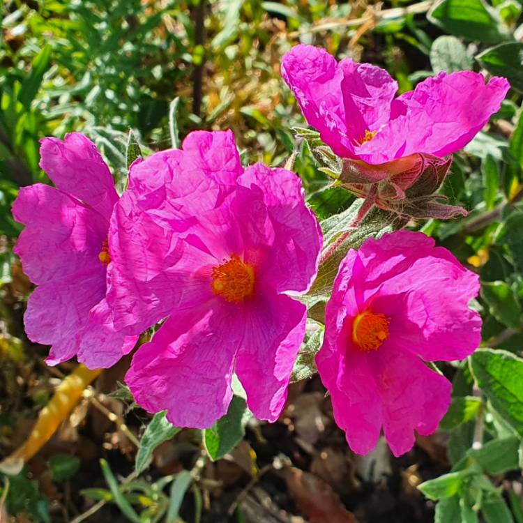 Plant image Cistus x pulverulentus 'Sunset'