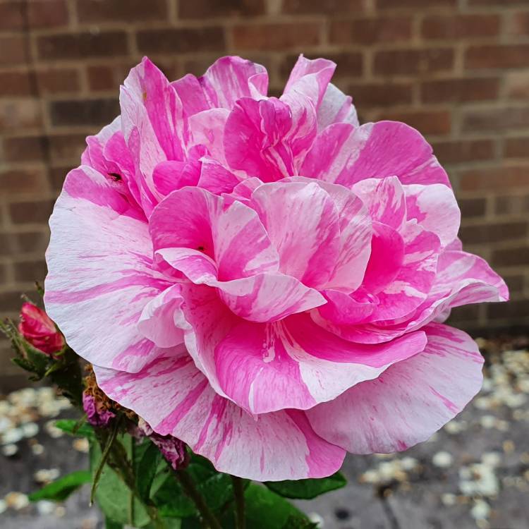 Plant image Rosa gallica 'Versicolor' syn. Rosa mundi, Rosa 'Mundi', Rosa mundi 'Versicolor'