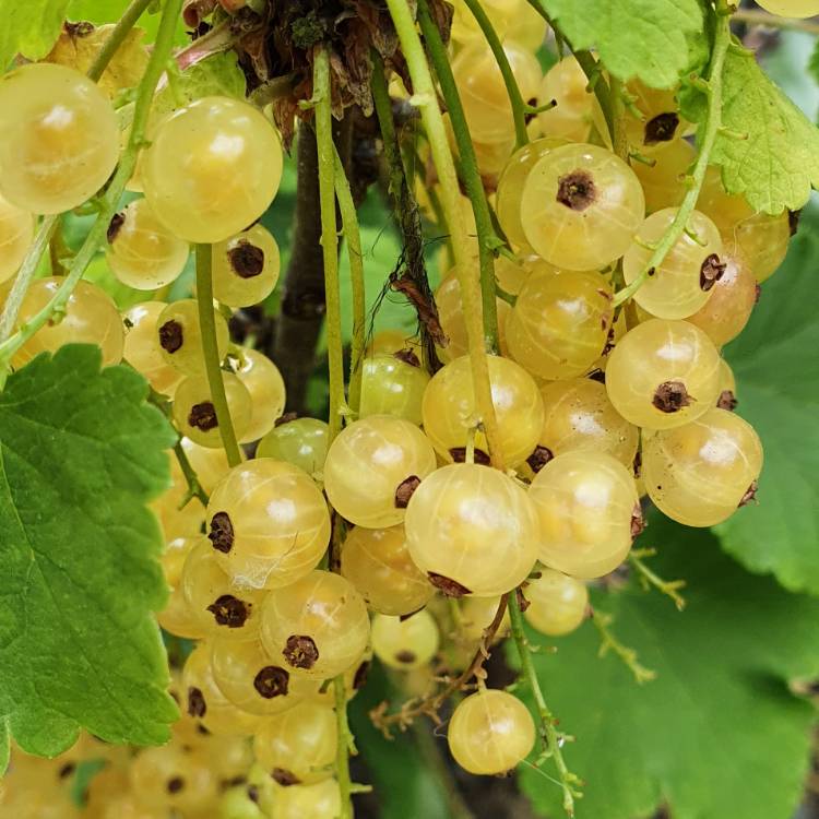 Plant image Ribes rubrum