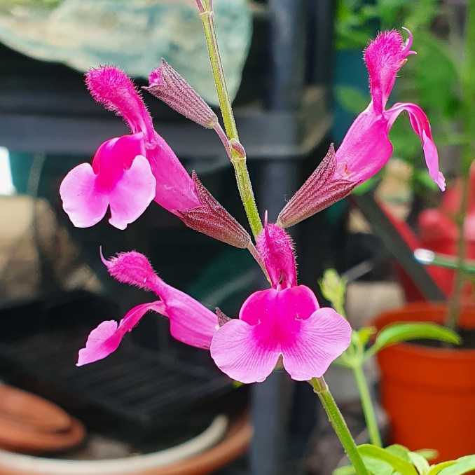 Plant image Salvia gregii 'Icing Sugar'