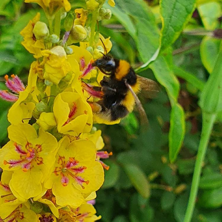 Plant image Verbascum 'Nigrum'