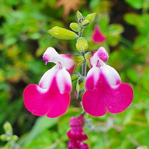 Plant image Salvia 'Cherry Lips'