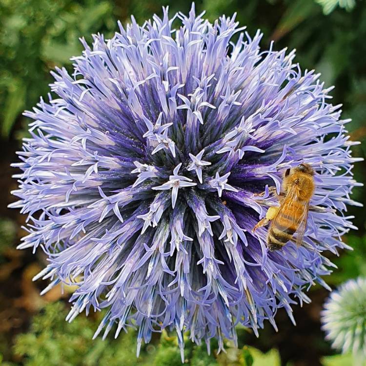 Echinops bannaticus 'Taplow Blue', Globe Thistle 'Taplow Blue ...