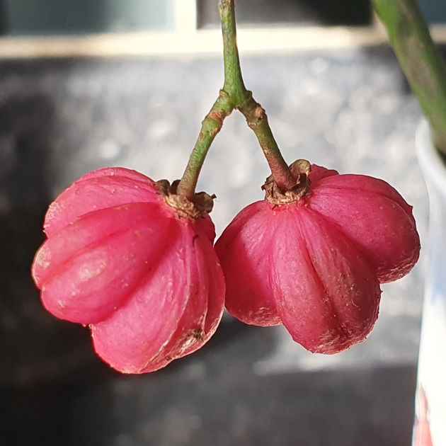 Plant image Euonymus europaeus 'Red Cascade'