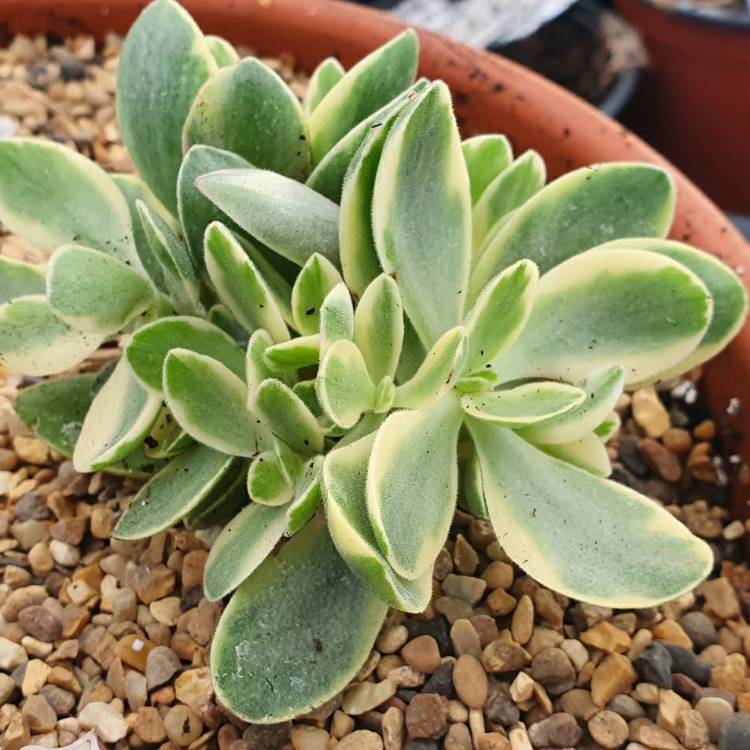 Plant image Crassula platyphylla variegated