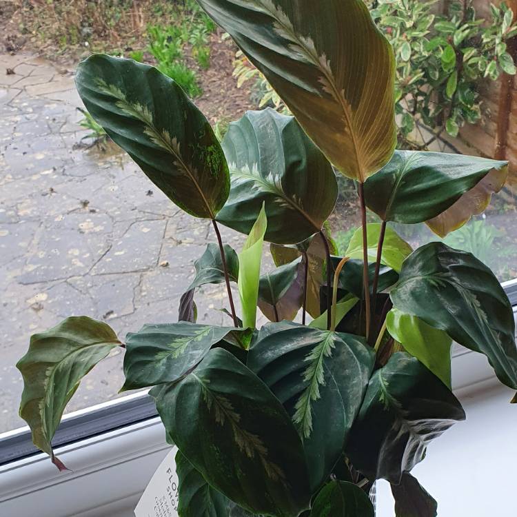 Plant image Calathea 'Maui Queen'