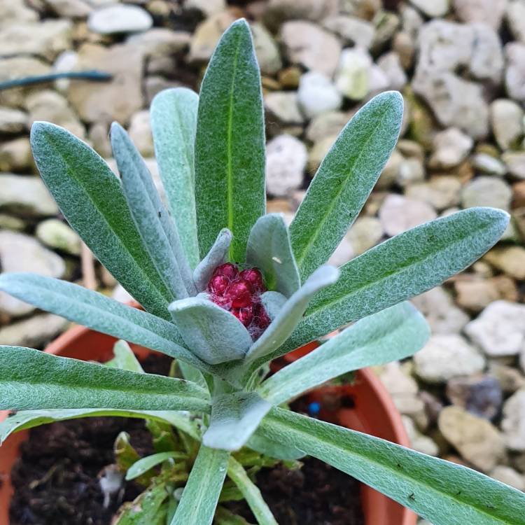 Plant image Helichrysum 'Ruby Cluster'