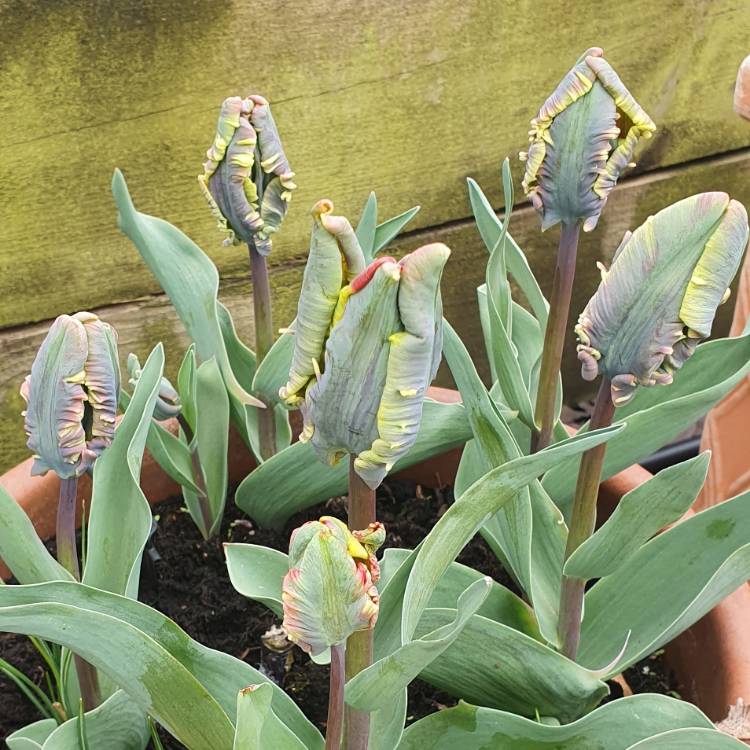 Plant image Tulipa 'Rasta Parrot'