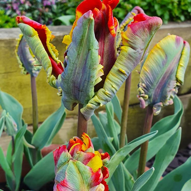 Plant image Tulipa 'Rasta Parrot'