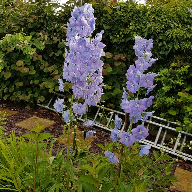 Delphinium elatum 'Fenella'