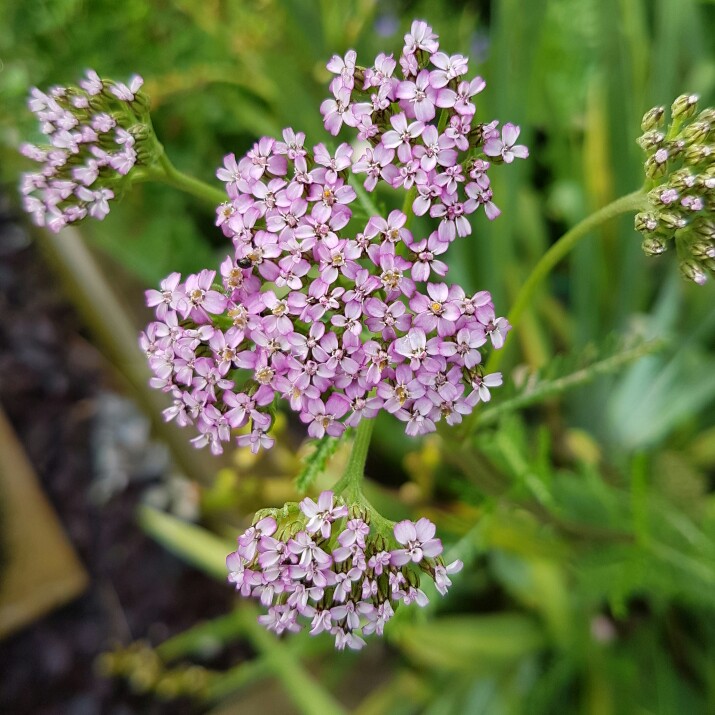 plant image 147184