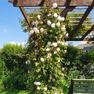 Rosa 'Ausherbert' syn. Rosa 'The Lady of the Lake'