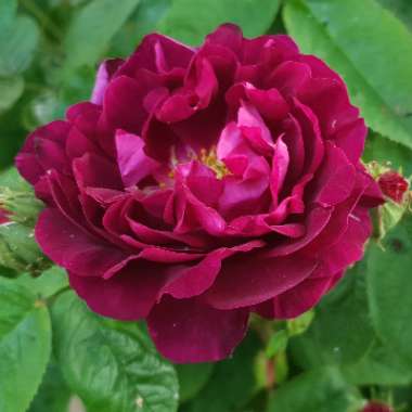 Rosa 'Tuscany Superb'