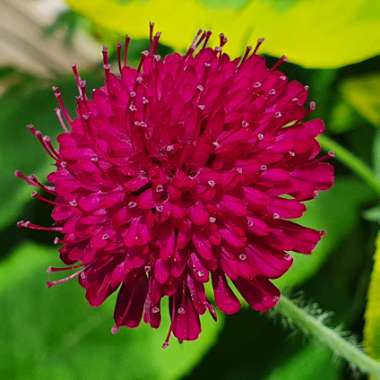 Scabiosa Dessert Series 'Plum Pudding'