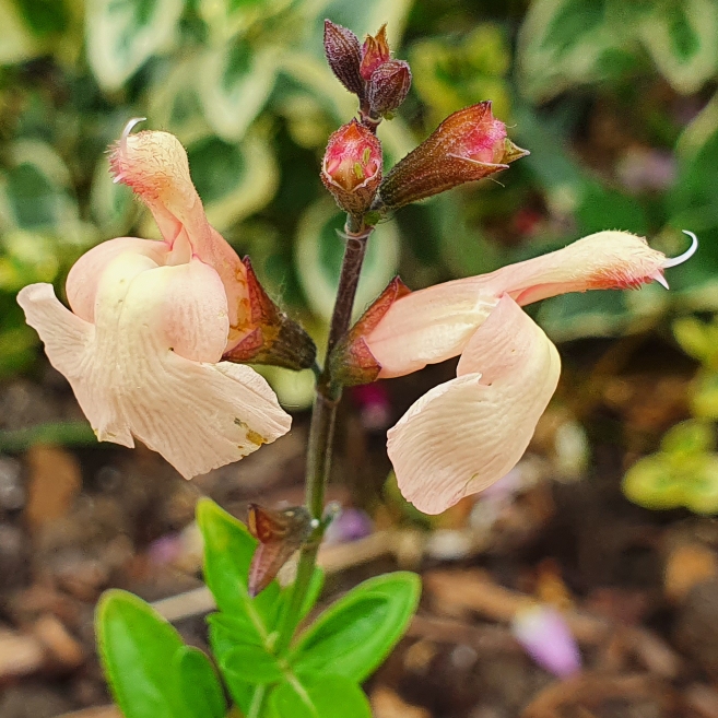 Plant image Salvia 'Peach Parfait'