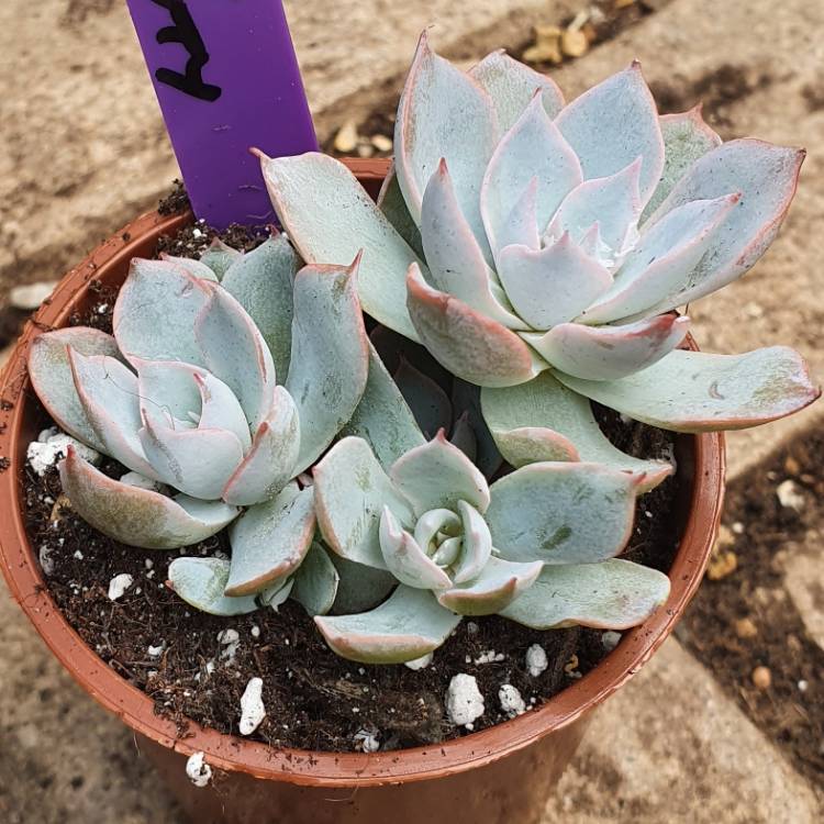 Plant image Echeveria Subsessilis 'Morning Beauty'