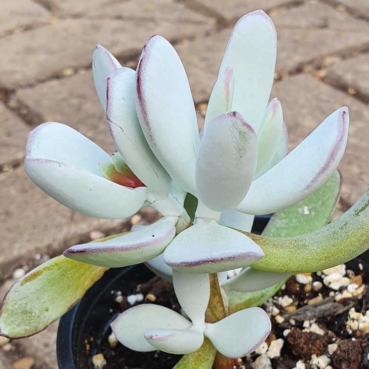 Plant image Cotyledon Orbiculata