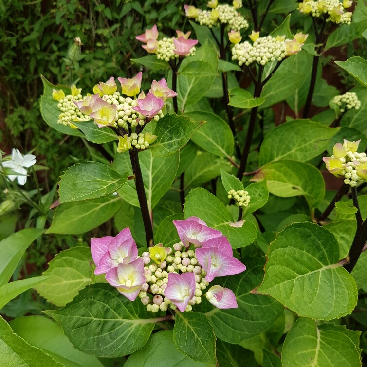 Hydrangea macrophylla 'Zorro', Hydrangea 'Zorro' - uploaded by @Andreamarie