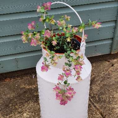 Origanum Rotundifolium 'Kent Beauty'