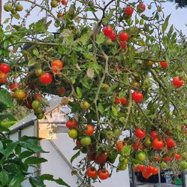 Solanum lycopersicum 'Tumbling Tom'