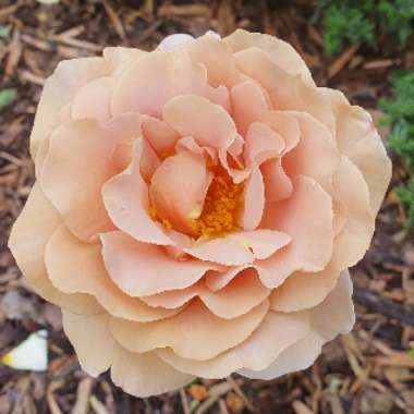 Rosa 'Koko Loko™'