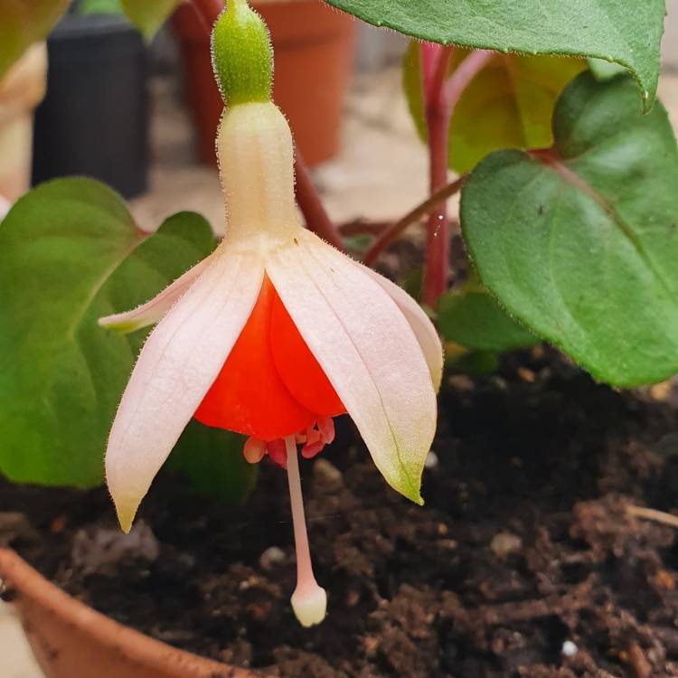 Plant image Fuchsia 'Mandarin Cream'