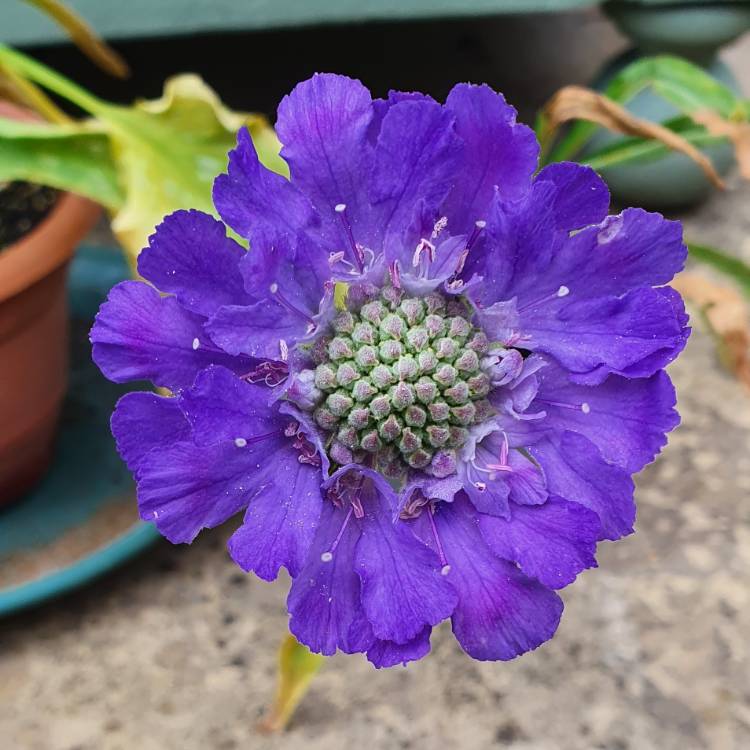 Plant image Scabiosa Caucasica 'Fama Blue'