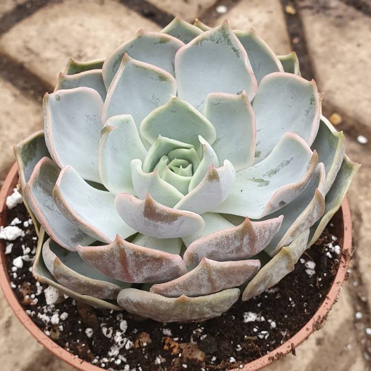 Plant image Echeveria Lotus