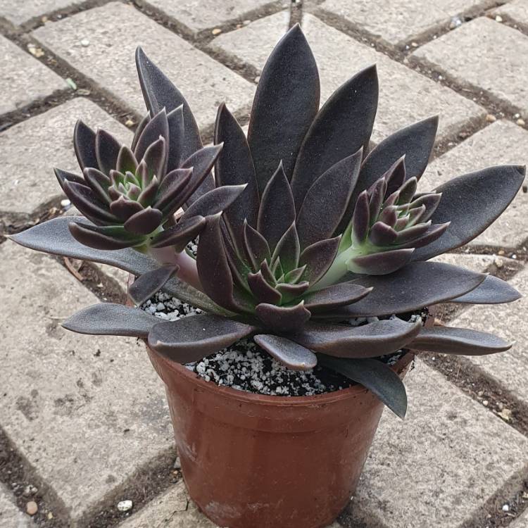 Plant image Echeveria Serrana