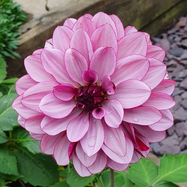 Plant image Dahlia 'Creme De Cassis'