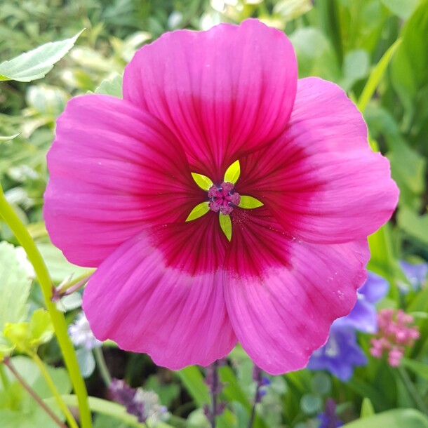 Malope trifida 'Vulcan'