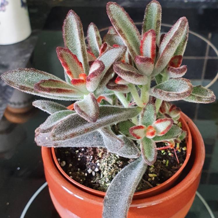 Plant image Kalanchoe Tomentosa Cinnamon