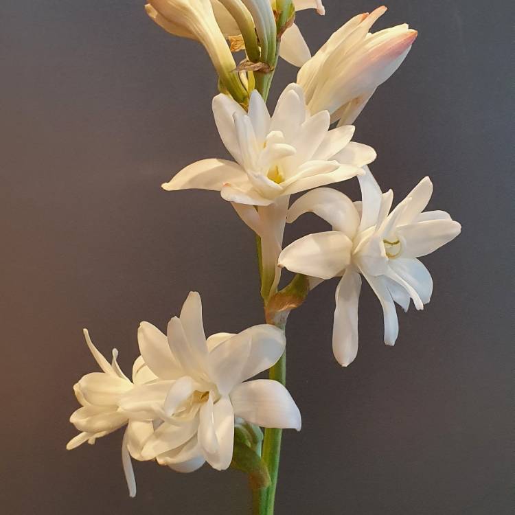 Plant image Polianthes tuberosa 'The Pearl'