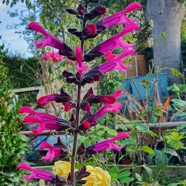 Plant image Salvia Amante