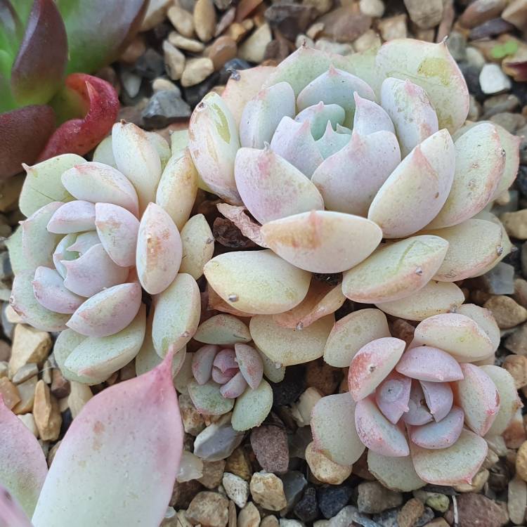 Plant image Echeveria Subcorymbosa Lau 30