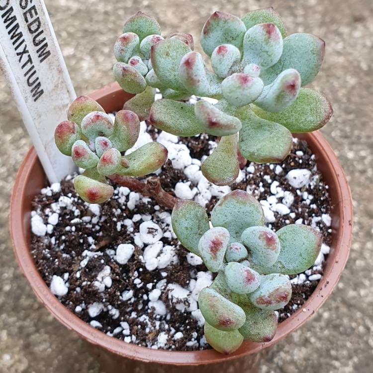 Plant image Sedum Commixtum