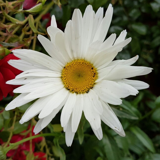 plant image 156400