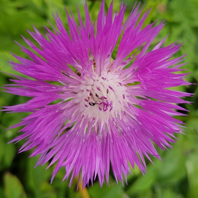 plant image 156415